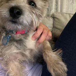 Cairn Terrier Puppies from Ferguson's Cairn Terriers