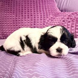 Cupid-Born Christmas Day - Black and white male Shihpoo puppy in Whitehall 18052, Pennsylvania from Lilli’s Shih tzus and Shih poos