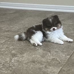 Pomeranian Puppies from Precious Paws Pomeranians
