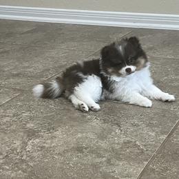 Pomeranian Puppies from Precious Paws Pomeranians