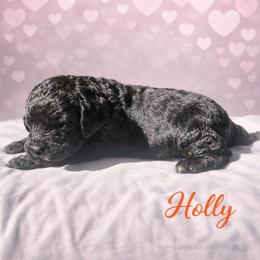 Holly Wheeler - Black female Bernedoodle puppy in Bennett, Colorado from Darling Paws Bernedoodles, LLC