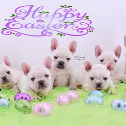 French Bulldog Puppies from Bullish Pride