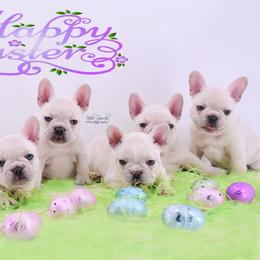 French Bulldog Puppies from Bullish Pride