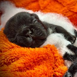 Dewdrop - Black female French Bulldog puppy in Rockville, Indiana from Blaze Of Glory Bostons & Frenchies