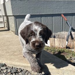 Bodhi(Dakota) - Brown and gray female Wirehaired Pointing Griffon puppy in Grangeville, Idaho from Happy Hollow Griffons