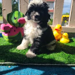 Puppy 1 - Black and white female Chinese Crested puppy in New Castle, Pennsylvania from Long Haul Cresteds & Long Rotts