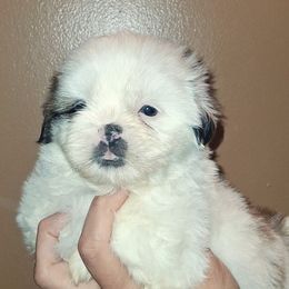 Boy 1 - Black gold and white male Shih Tzu puppy in Birmingham, Alabama from K&D kennels