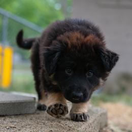 German Shepherd Puppies from Zwinger Vom Rabenauge