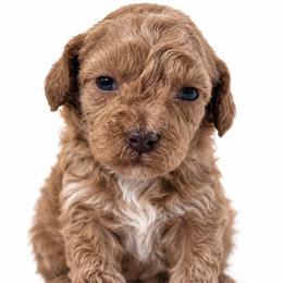 Mini - Apricot male Cavapoo puppy in Ville Platte, Louisiana from The Barkery