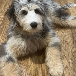 Bernedoodle, Goldendoodle, and Poodle Puppies from JensenBelle Doodles
