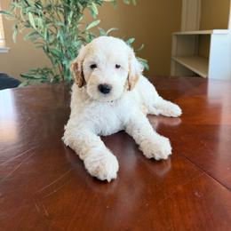 Kathani - Parti female Goldendoodle puppy in Barstow, California from Golden Desert Doodles