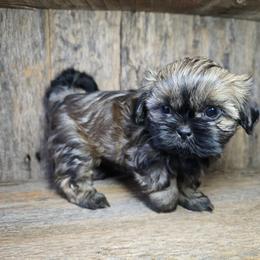 Trudy - Sable female Shih Tzu puppy in Mountain Grove, Missouri from Precious Puppies