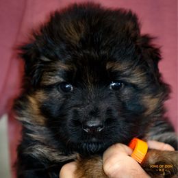 Girl 4 - Black and red female German Shepherd puppy in Alvarado, Texas from King Of Zion German Shepherds