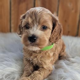Harvey - Red and white male Cockapoo puppy in Salt Lake City, Utah from Utah Cocker Spaniels