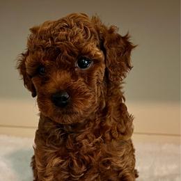 Aston - Red  male Poodle puppy in Nixa, Missouri from Foxtrot Farm Poodles