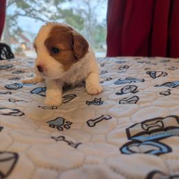 Green - Blenheim male Cavapoo puppy in Newport, North Carolina from Crystal Coast Cavapoodles