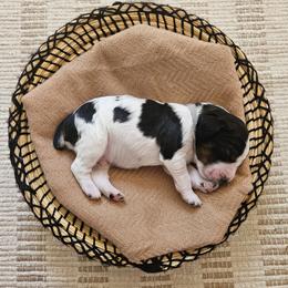 Boy 4 - male English Springer Spaniel puppy in Columbia, North Carolina from Kaitlin Bateman