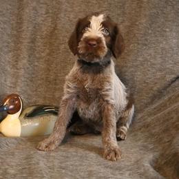 Black - Brown and gray female Wirehaired Pointing Griffon puppy in Afton, Wisconsin from Daehler's Wirehaired Pointing Griffons