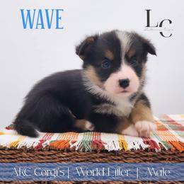 Wave - Black and tan male Pembroke Welsh Corgi puppy in Pine Village, Indiana from NL Horsemanship