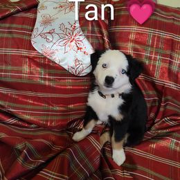 Miniature Australian Shepherd Puppies from Terri's Mini Aussies