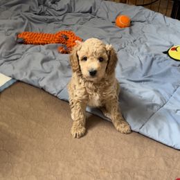 Goldendoodle Puppies from Doodle Vibes of Delaware