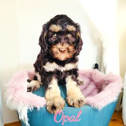 Assorted Doodle Crosses, Bernedoodle, Goldendoodle, and Labradoodle Puppies from Erica’s Doodles