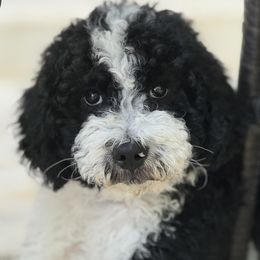 Ziggy - Black and white female Bernedoodle puppy in Kyle, Texas from BellaDoodles