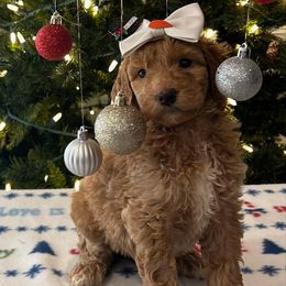 Dancer - Apricot female Goldendoodle puppy in Camden, North Carolina from Oopsie Doodles of NC