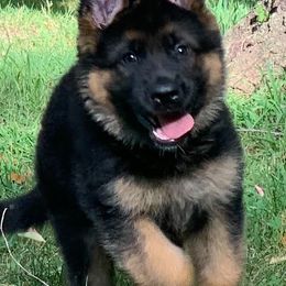German Shepherds from Roches German Shepherds