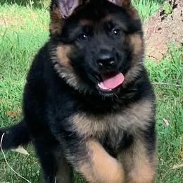 German Shepherds from Roches German Shepherds
