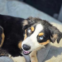 Brontë - Black tri female Miniature Australian Shepherd puppy in Killen, Alabama from Wilkers Wholehearted Mini Aussies