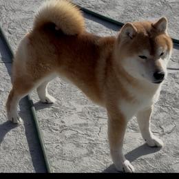 Baron - Shiba Inu