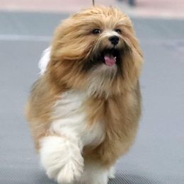 Rocky - Havanese