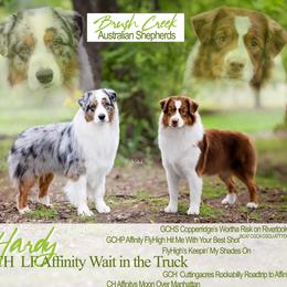 Australian Shepherd puppies from Brush Creek Australian Shepards
