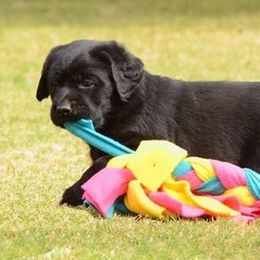 Labrador Retriever Puppies from Avery Labradors
