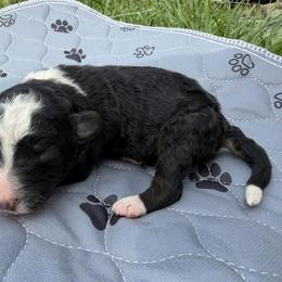 Navy - Blue - Black and white male Aussiedoodle puppy in Eolia, Missouri from Barefoot Kennel