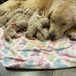 Golden Retriever Puppies from Graceful Golden Retrievers