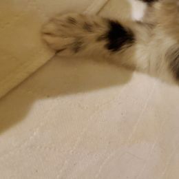 Pomeranian Puppies from Pampered Pomeranians