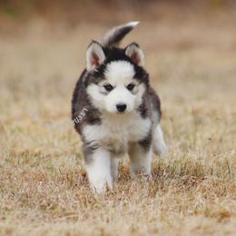 Hammer - Sable and white female Siberian Husky puppy in Lunenburg, Vermont from SNOW WOOLY HUSKY