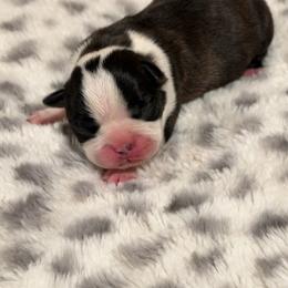 Haggery dot FEMALE - Black brindle and white female Boston Terrier puppy in Madera Acres, California from Muggin Bostons Terriers and Mini Dachshund