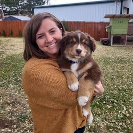 Australian Shepherd Puppies from AW Standard Aussies