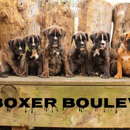 Boxer Puppies from Boxer Boulevard