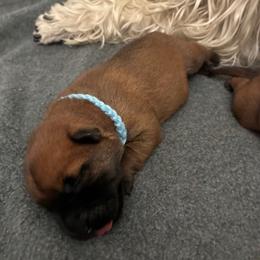 Blue boy - Wheaten male Soft Coated Wheaten Terrier puppy in Las Vegas, Nevada from Wheaten Gems