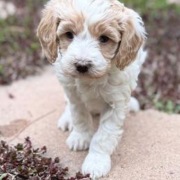 Skye - Parti female Goldendoodle puppy in Monument, Colorado from Colorado Dreamin Doodles