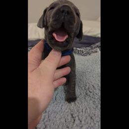 Great Dane Puppies from Gentle Giant Danes, LLC