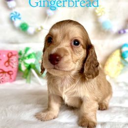 Gingerbread(2000) - Cream male Dachshund puppy in Augusta, Arkansas from Savvy-Dee's Dachshunds