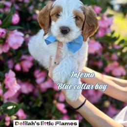 Inferno - Parti male Goldendoodle puppy in Orangevale, California from Ugly Dad Doodles