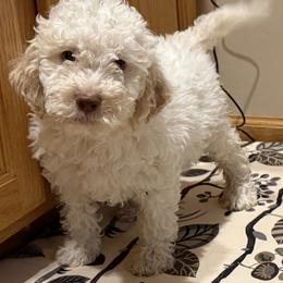 Cornbread - White male Lagotto Romagnolo puppy in Chicago, Illinois from Midwest Lagotto Romagnolo
