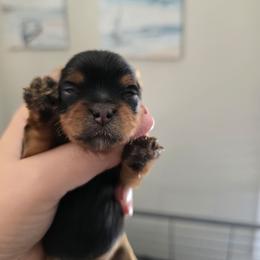 Girl 1 - Blue and gold female Yorkshire Terrier puppy in Nitro, West Virginia from Nitro Elite Babydoll Yorkies