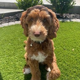 Maggie - Australian Labradoodle